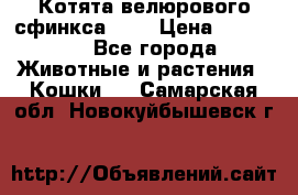 Котята велюрового сфинкса. .. › Цена ­ 15 000 - Все города Животные и растения » Кошки   . Самарская обл.,Новокуйбышевск г.